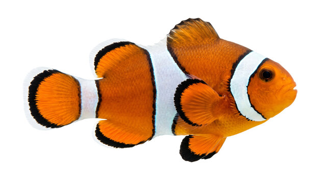 clownfish isolated on white background