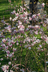 Fototapeta premium Blooming magnolia tree in Emirgan Park in Istanbul with pink and white flowers, green grass and sunlight, spring natural composition. Urban nature, floral, outdoor recreation, travel, lifestyle