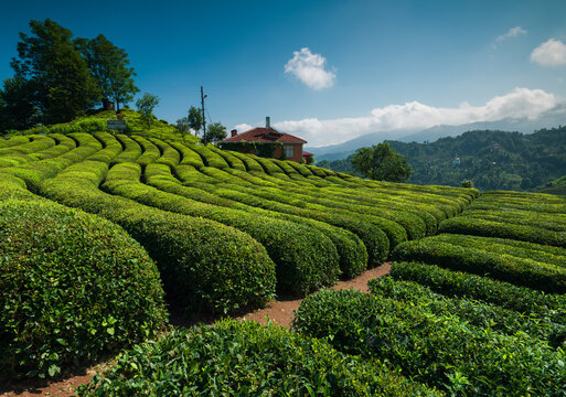 Natural and traditional tea plantations of Rize province. Haremtepe &Ccedil;e&ccedil;eva village. T&uuml;rkiye.
