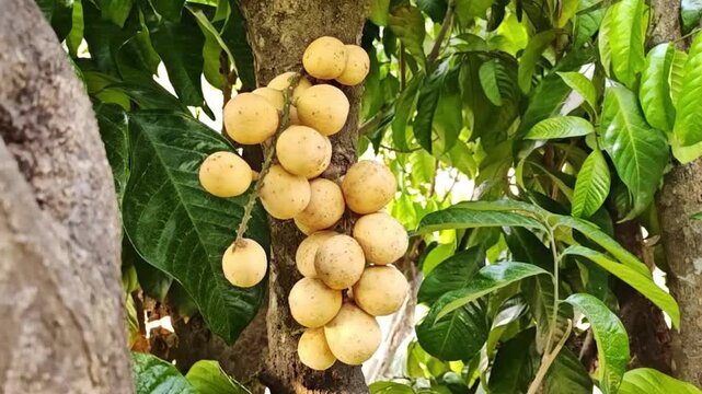 Lansium Domesticum fruit on a tree branch.