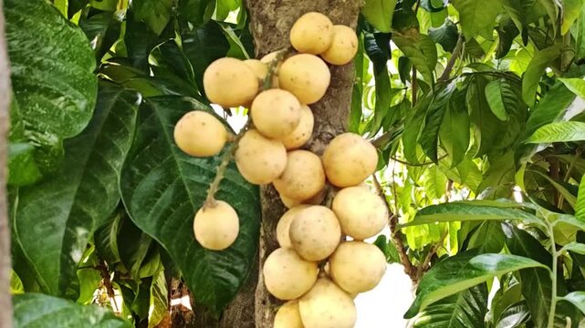 Lansium Domesticum fruit on a tree branch.