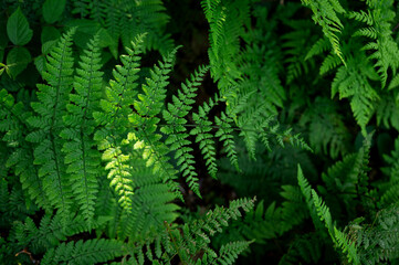 Fototapeta premium Close up of vibrant green fern leaves in natural forest light