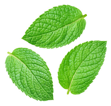 Green flying mint leaves isolated on transparent background. Mint leaves isolated with png