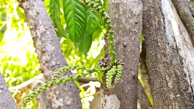 Flower Lansium Domesticum on a branch.