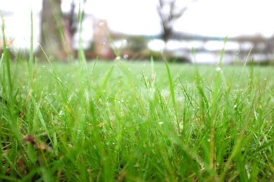 Closeup on dew drops sitting on blades of grass during bright day