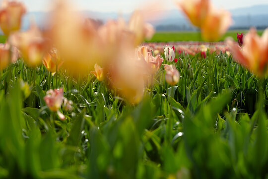 Colorful tulips in a vibrant field