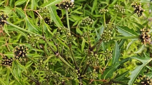 Polyscias fruticosa is distinguished by its finely lobed green leaves, which add beauty and charm to the plant.