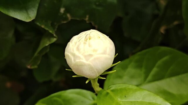 close up of Blooming jasmine sambac with leaves.