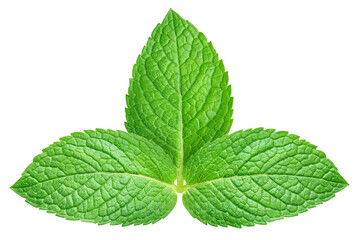 Fresh mint leaf isolated on transparent. Mint leaf is isolated with a png © URSA Star