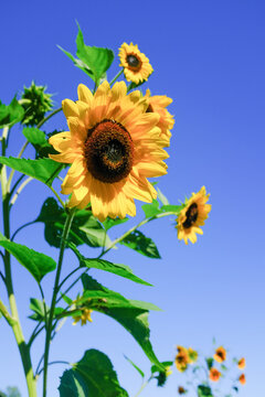 Beautiful Yellow Sunflower Blooms Against the Blue sky