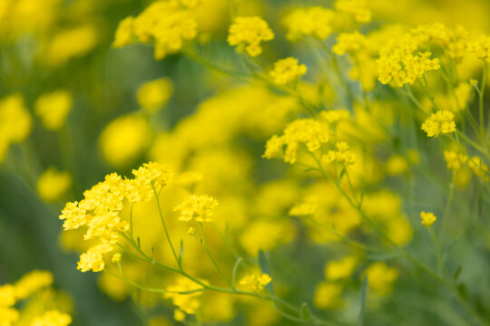 Blooming yellow Gold Dust alyssum flowers in spring