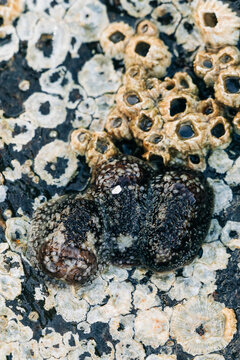 Closeup view of three barnacle-eating nudibranchs