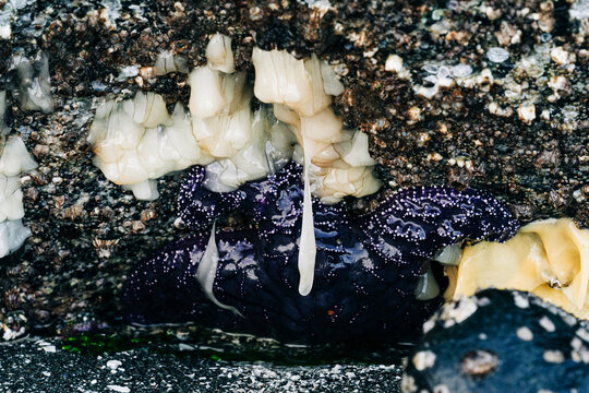 Underneath a rock at low tide with eggs and a sea star