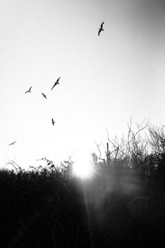 A silhouette of sea gulls flying overhead at sunrise