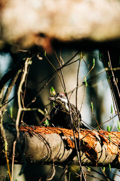 Full length view of a pileated woodpecker in the forest