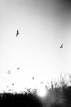 The silhouette of a flock of sea gulls flying overhead