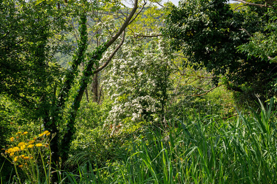 Elder tree with white blossoms surrounded by mixed spring vegetation and hedgerow plants under a clear blue sky in rural Italy.