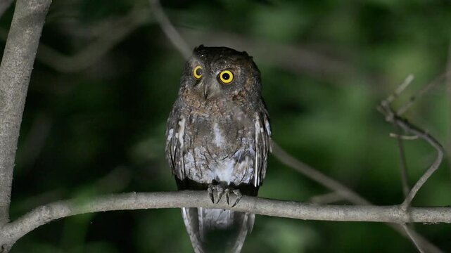 Oriental scops owl perching and staring on branch