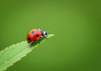 Fototapeta premium Red Ladybug on Green Leaf with Soft Natural Background