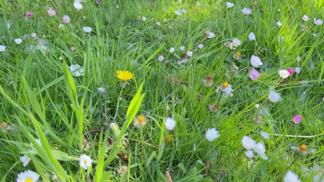 Fr&uuml;hlingswiese mit G&auml;nsebl&uuml;mchen und L&ouml;wenzahn im Wind &ndash; ruhiges Naturvideo im Querformat. Eine ruhige Fr&uuml;hlingswiese mit kleinen wei&szlig;en G&auml;nsebl&uuml;mchen und einer leuchtenden L&ouml;wenzahnbl&uuml;te