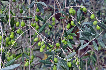 Obraz premium Camprena, olive nel giardino del Monastero di Sant'Anna in Camprena, Siena, Val d'Orcia, Toscana