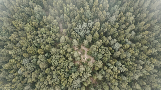 Aerial drone footage captures dense forest canopy with varied green foliage and a clearing visible from above during a hazy day.
