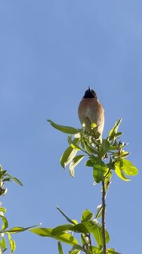 Schwarzkehlchen (Saxicola rubicola) auf schwankendem Ast vor blauem Himmel &ndash; vertikales Naturvideo, ideal f&uuml;r Social Media, Hintergrundvideos oder Naturprojekte im Hochformat.