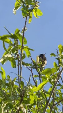 Schwarzkehlchen (Saxicola rubicola) singend auf schwankendem Ast vor blauem Himmel im Wind