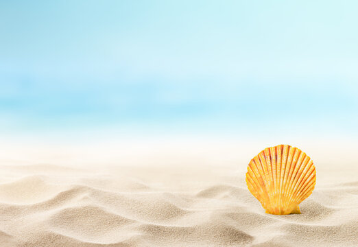 One small orange seashell on a sandy beach with copy space