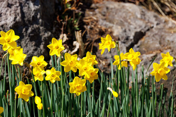 Obraz premium 美しいスイセン（ヒガンバナ科）の花 Beautiful grand emperor (narcissus, Daffodilaceae) flowers. 下田駅近くの寝姿山。 標高は200m。 展望台や観光スポットが有り、下田ロープウェイで登ることができる。 下田市静岡県-2025 