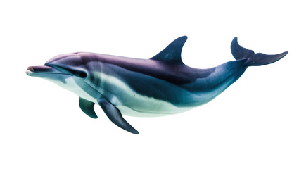 Blue gray striped Dolphin swimming gracefully in clear water © Ophelia
