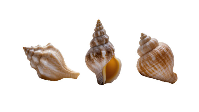 Three spiral seashells with brown and beige patterns in a row