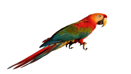 Scarlet macaw parrot perched with red tail and green wings © Ophelia