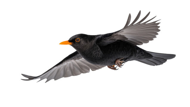 Flying Blackbird with Orange Beak and Spread Wings