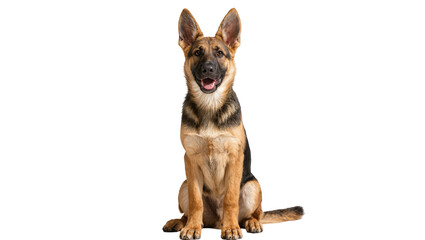 Sitting German Shepherd Dog with Upright Ears and Smiling Expression © Ophelia