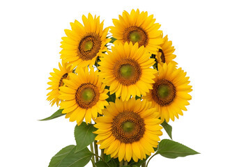 Fototapeta premium Fresh Sunflower Bouquet Isolated on White Background