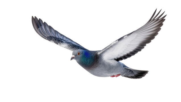 Gray Wood Pigeon Flying with Extended Wings in Motion