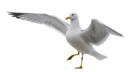 Fototapeta premium Winged Coastal Seagull Standing with Extended Wings