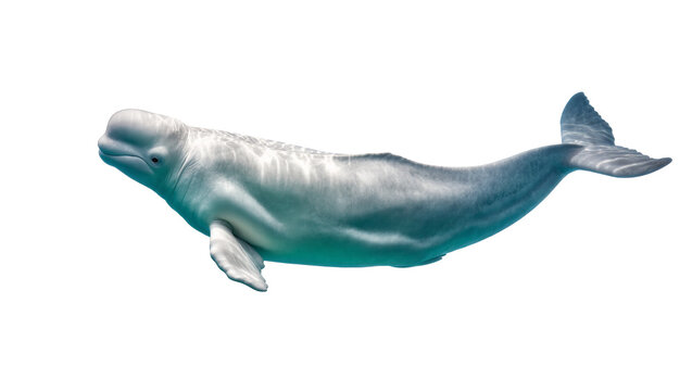 Gray Beluga Whale Swimming Sideways with Fins and Tail
