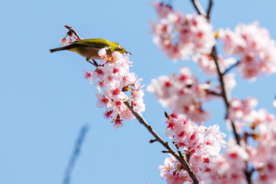 美しい河津桜の間を飛び回って花の蜜を吸う可愛いメジロ（メジロ科）。
英名学名：Japanese White Eye, Zosterops Japonica,
下田駅近くの寝姿山。 標高は200m。 展望台や観光スポットが有り、下田ロープウェイで登ることができる。 下田市静岡県-2025 