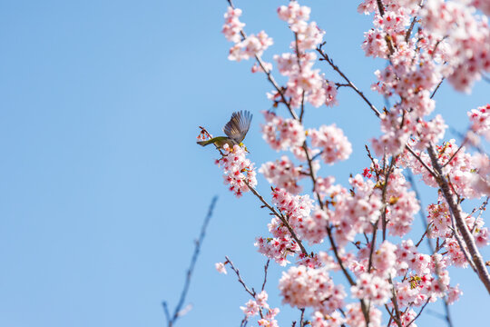 美しい河津桜の間を飛び回って花の蜜を吸う可愛いメジロ（メジロ科）。
英名学名：Japanese White Eye, Zosterops Japonica,
下田駅近くの寝姿山。 標高は200m。 展望台や観光スポットが有り、下田ロープウェイで登ることができる。 下田市静岡県-2025 