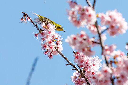 美しい河津桜の間を飛び回って花の蜜を吸う可愛いメジロ（メジロ科）。
英名学名：Japanese White Eye, Zosterops Japonica,
下田駅近くの寝姿山。 標高は200m。 展望台や観光スポットが有り、下田ロープウェイで登ることができる。 下田市静岡県-2025 