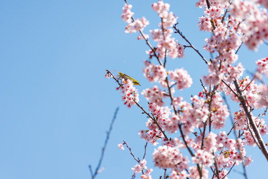 美しい河津桜の間を飛び回って花の蜜を吸う可愛いメジロ（メジロ科）。
英名学名：Japanese White Eye, Zosterops Japonica,
下田駅近くの寝姿山。 標高は200m。 展望台や観光スポットが有り、下田ロープウェイで登ることができる。 下田市静岡県-2025 