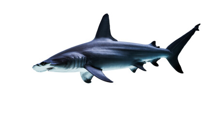 Fototapeta premium Blue Oceanic Reef Shark Swimming with Visible Fins and Dark Stripes