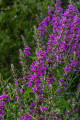 Obraz premium Purple loosestrife Lythrum salicaria inflorescence. Flower spike of plant in the family Lythraceae, associated with wet habitats