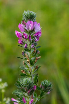 In the wild, Ononis arvensis blooms in the meadow