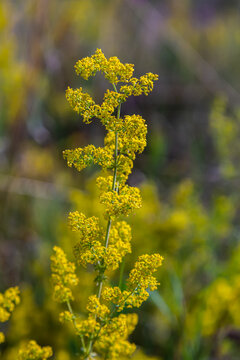 Closeup yellow flowers of lady's bedstraw, yellow bedstraw Galium verum in a Dutch garden. Family Rubiaceae. Summer, August, Netherlands