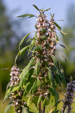 Leonurus cardiaca, known as motherwort. Other common names include throw-wort, lion's ear, and lion's tail. Medicinal plant. Grows in nature