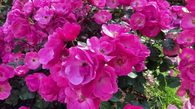 Close up of beautiful blooming Lavender Dream rose bushes (Rosa Lavender Dream) in a garden on a sunny day. Bright pink floral background with many fresh roses, natural light and lush green leaves