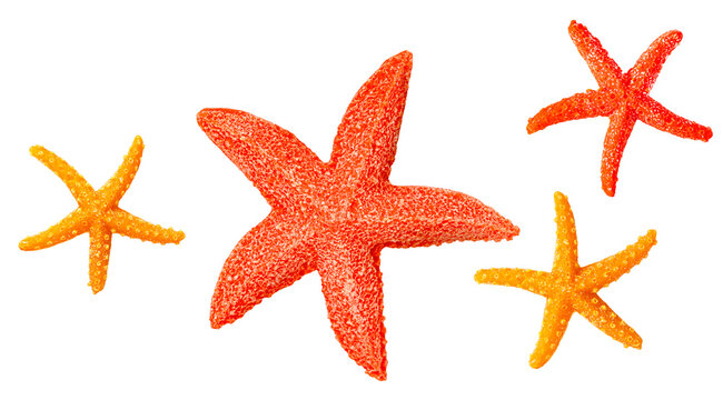 collection of four starfish on a white isolated background